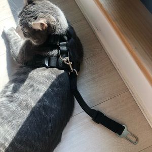 Harness for cat